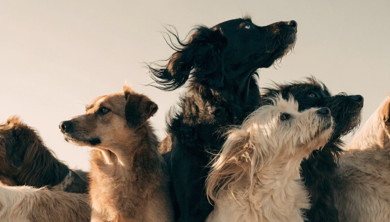 Ein Rudel Hunde blickt aufmerksam in die gleiche Richtung